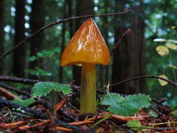 Image of Hygrocybe singeri (A. H. Sm. & Hesler) Singer 1958