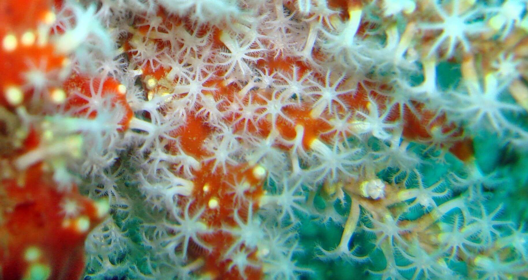 صورة Alcyonium glomeratum (Hassall 1843)