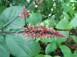 Image of Cardinal's guard flower