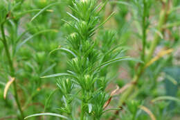 Image of rayless alkali aster