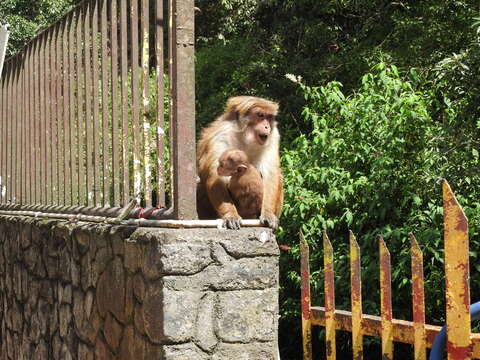 Imagem de Macaca sinica (Linnaeus 1771)