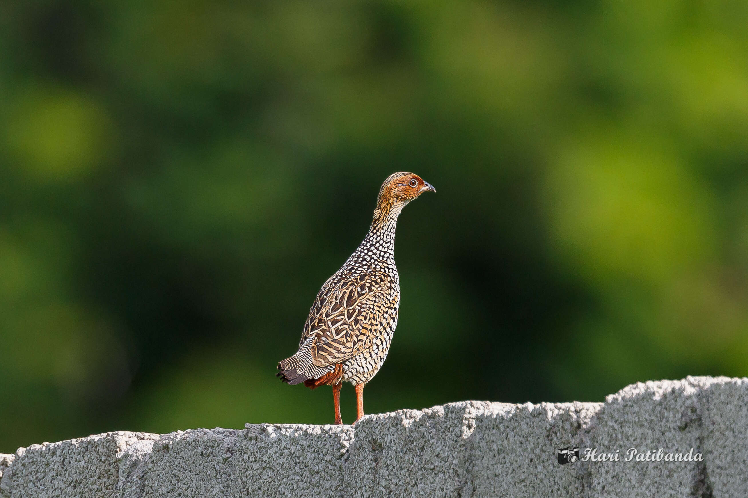 Image of Painted Francolin