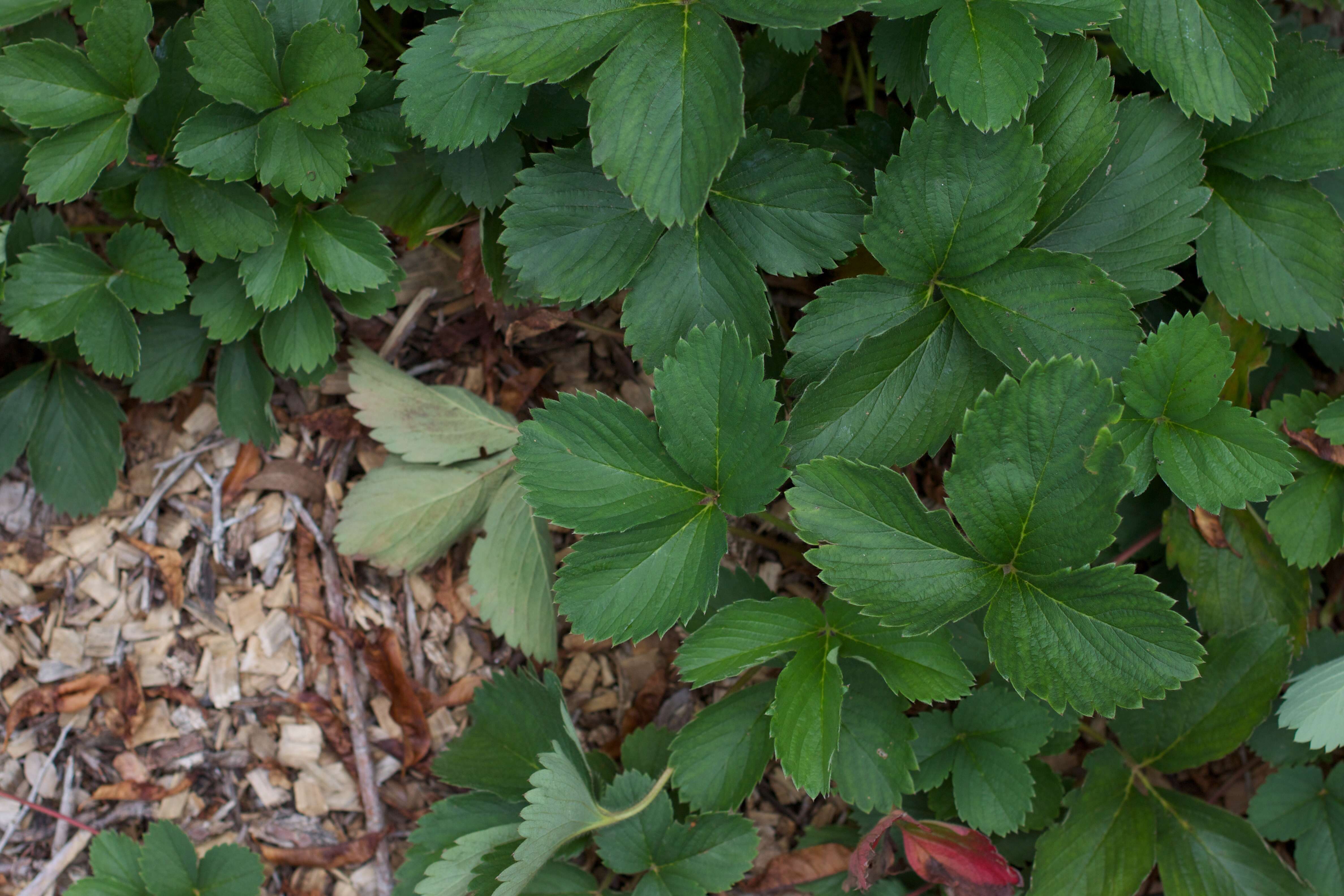 Image de Fragaria ×ananassa