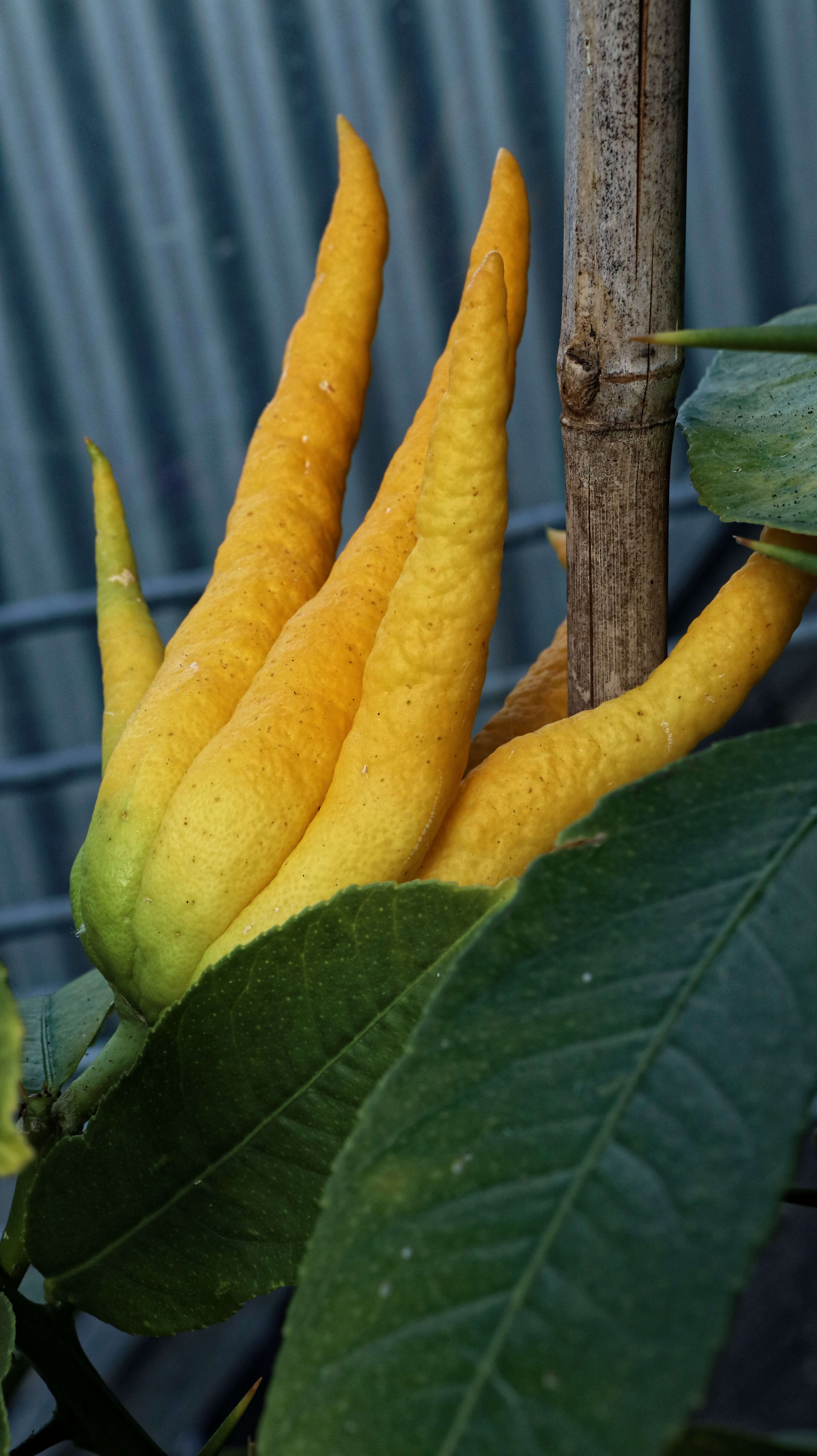 Image de Citrus medica var. sarcodactylis