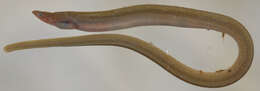 Image of Myrophis