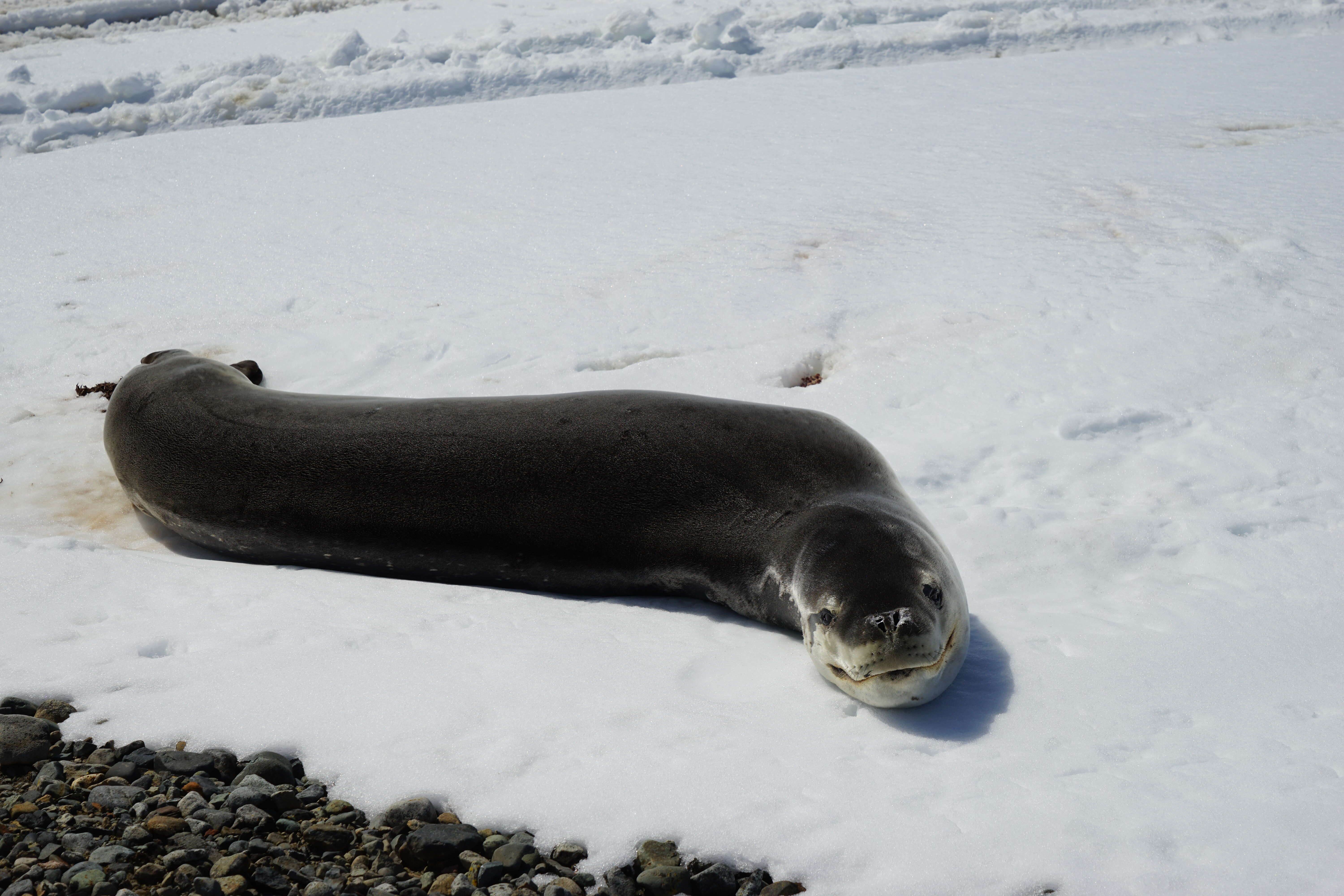 Image of leopard seal