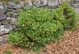 Imagem de Cistus monspeliensis L.