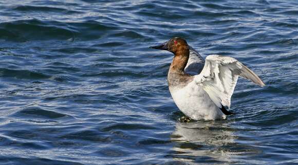 Image of Canvasback