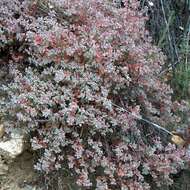 Imagem de Euphorbia melanadenia Torr. & A. Gray