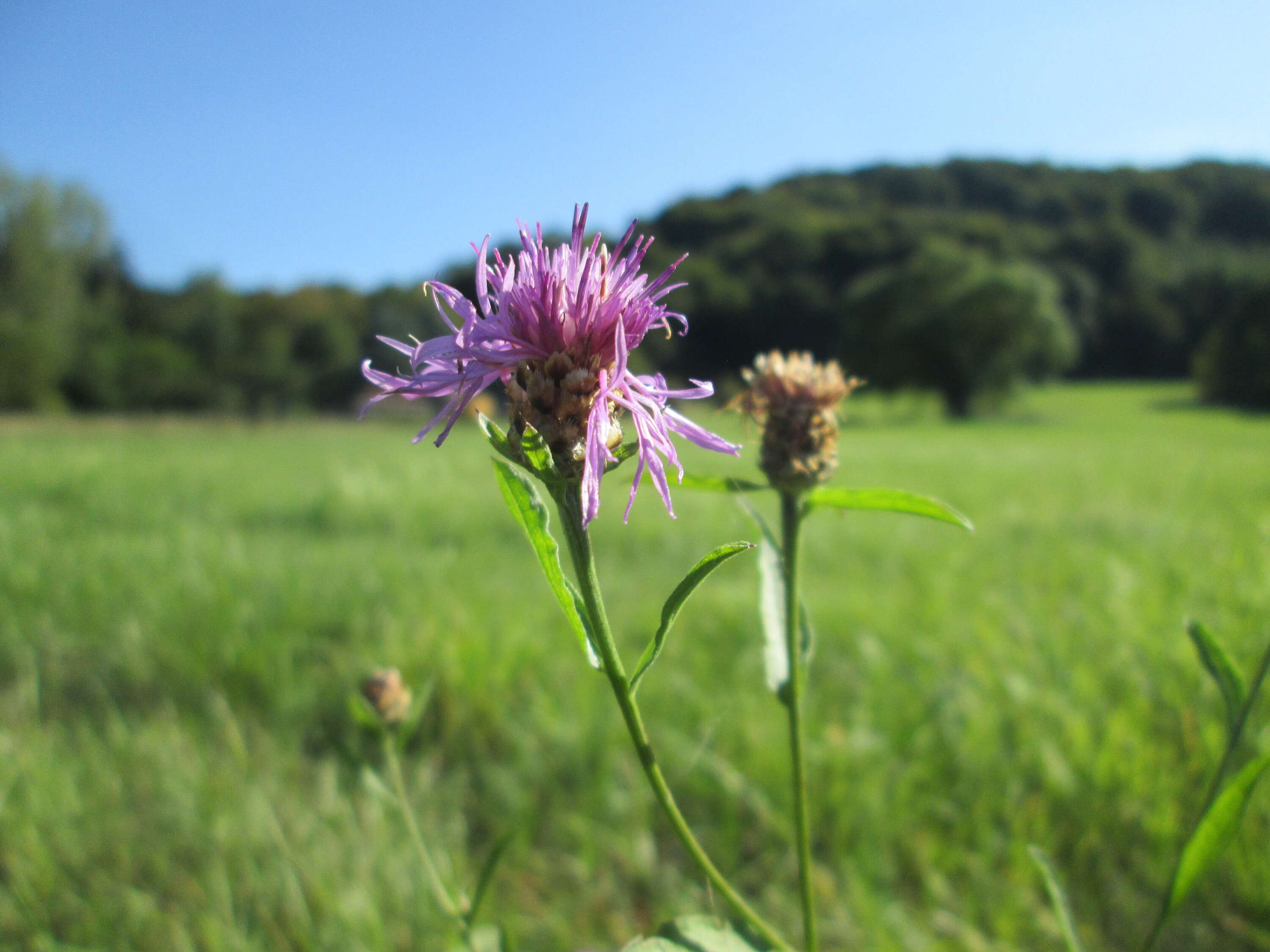 Image of brown knapweed