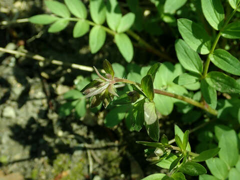 Image of Greek valerian