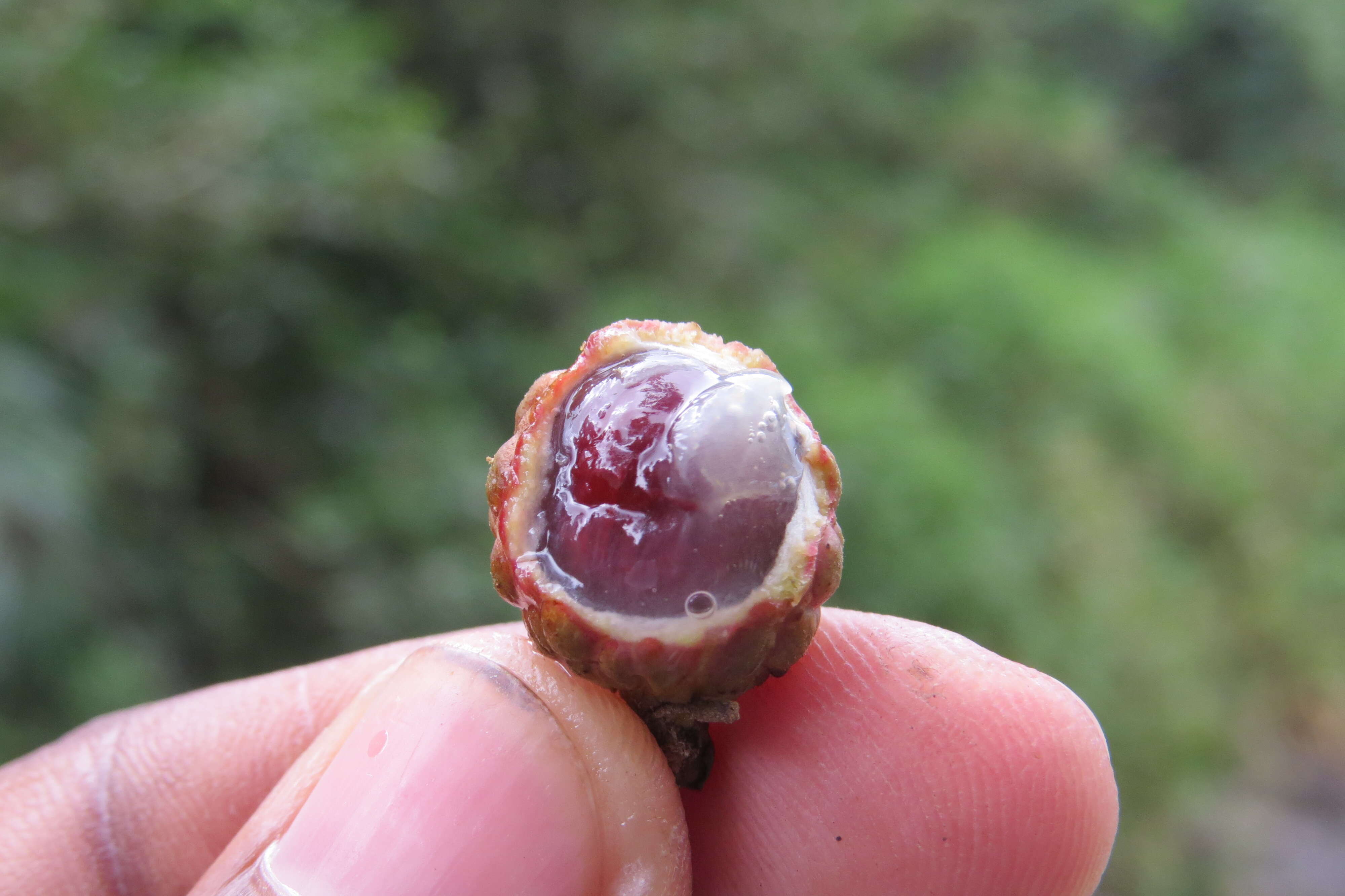 Imagem de Dimocarpus longan Lour.