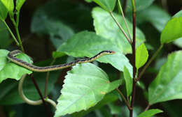 Image of Daudin's bronzeback