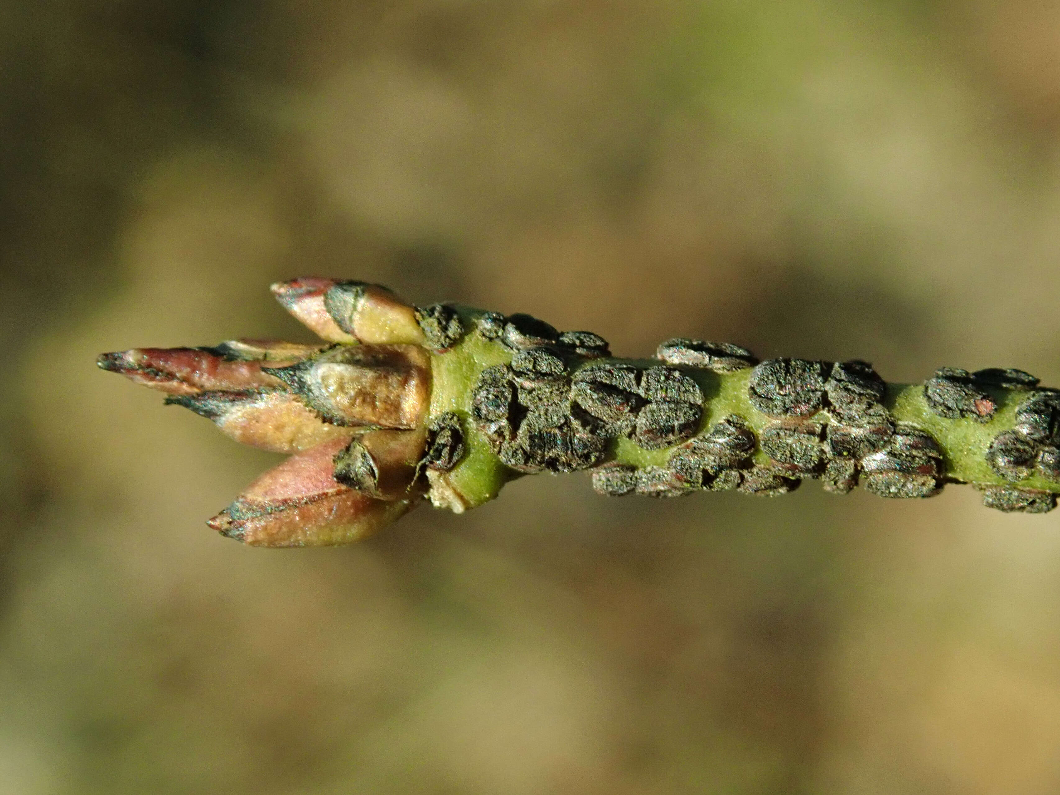 Image de Euonymus verrucosus Scop.