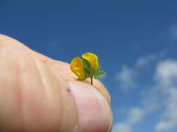 Image of hairy bird's-foot trefoil