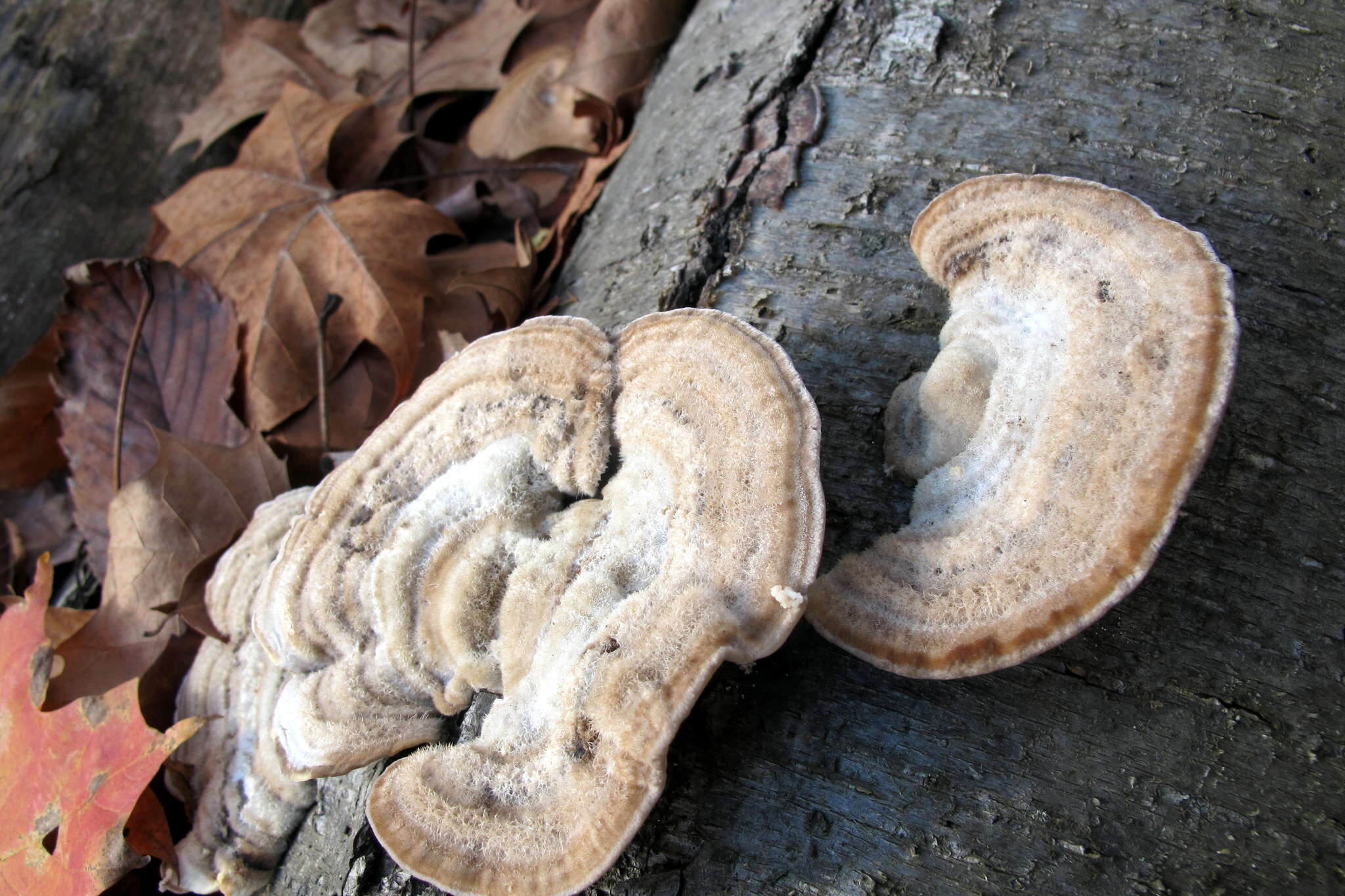 Image of Trametes pubescens (Schumach.) Pilát 1939