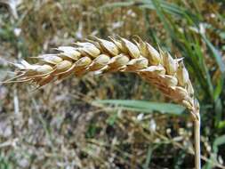 Imagem de Triticum aestivum L.