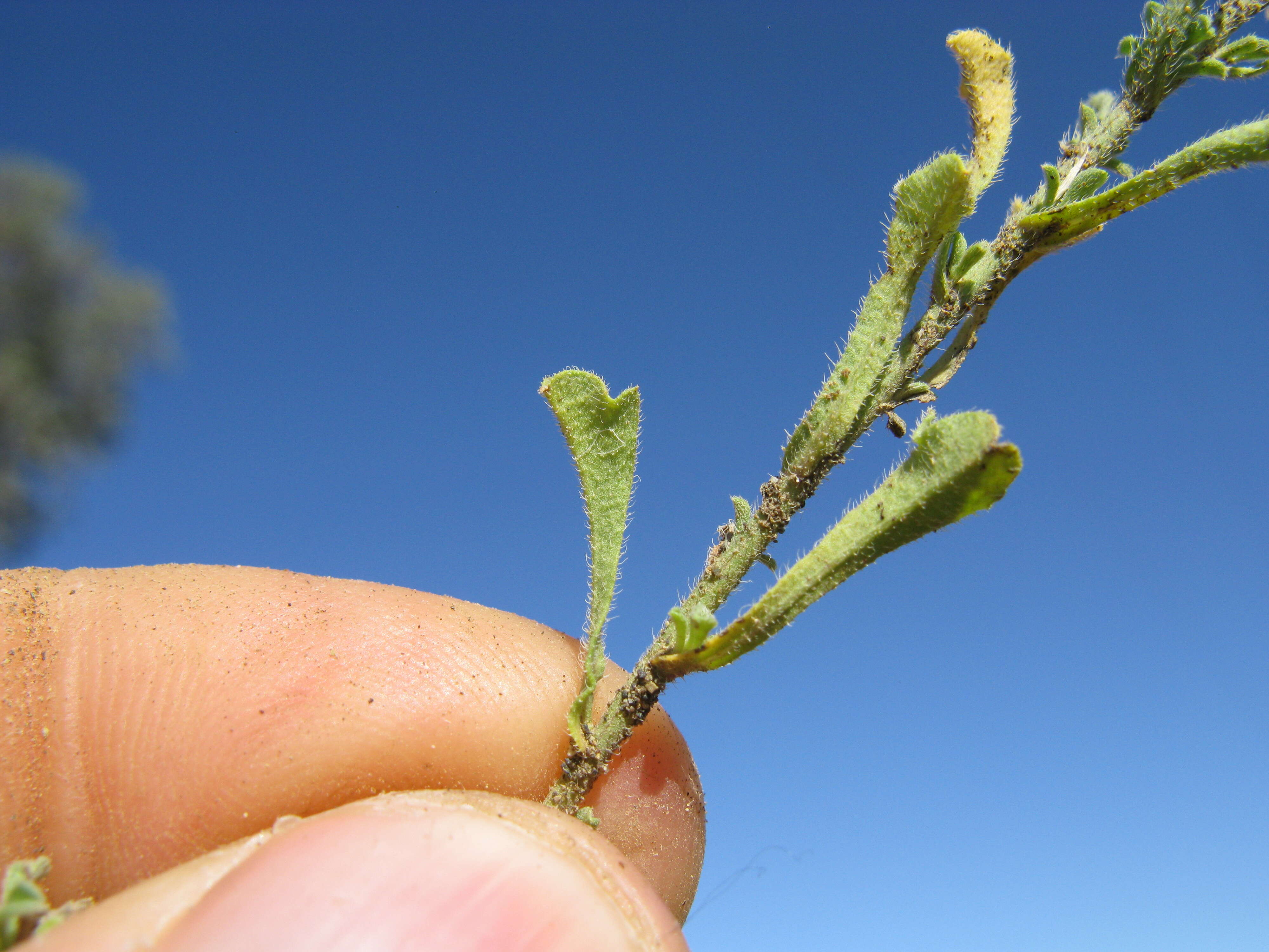 Image of Vittadinia cuneata DC.