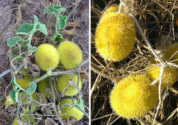 Image of Hedgehog cucumber