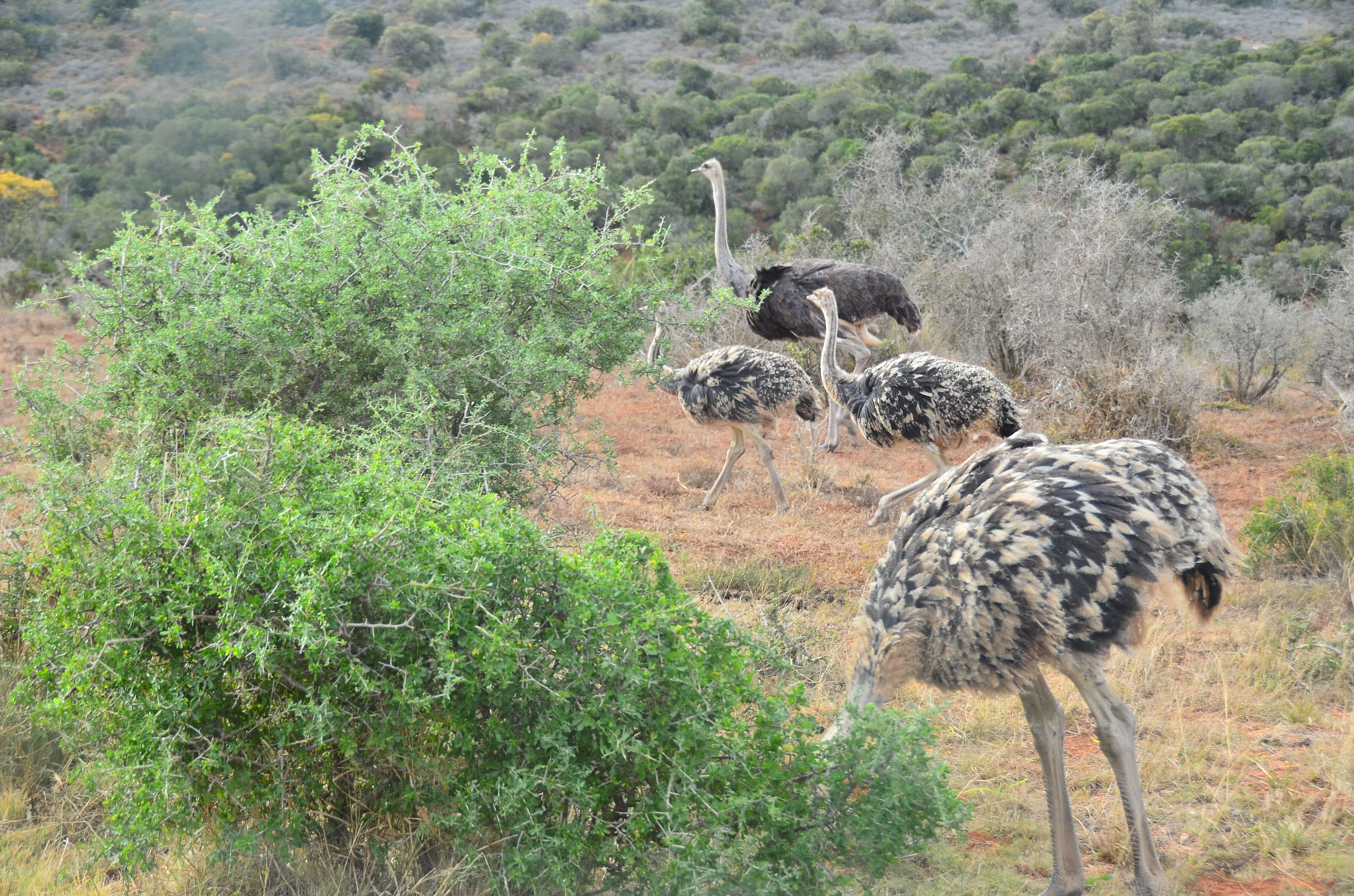 Image of ostriches