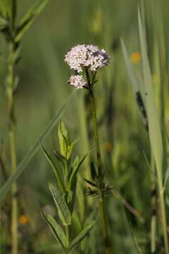 Image of marsh valerian