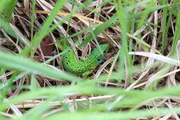 Image of Western Green Lizard