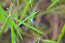 Image de Lestes praemorsus Hagen ex Selys 1862