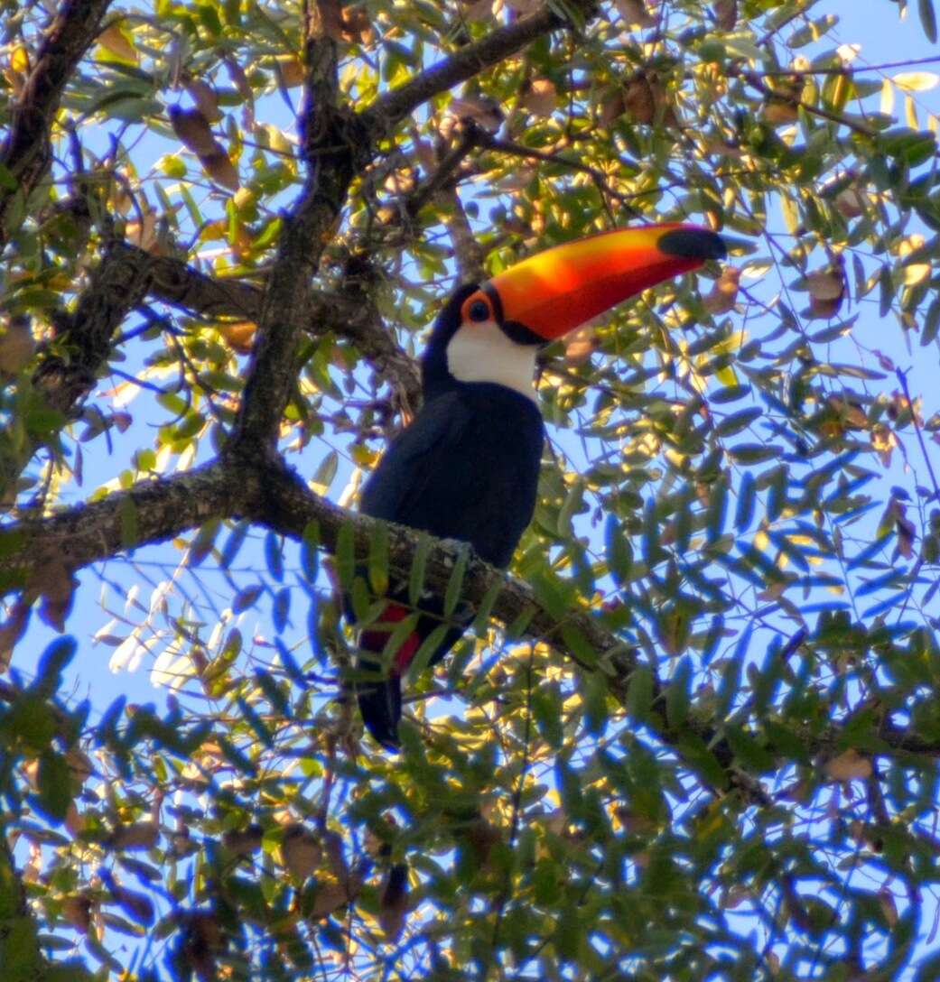 Image of Toco Toucan