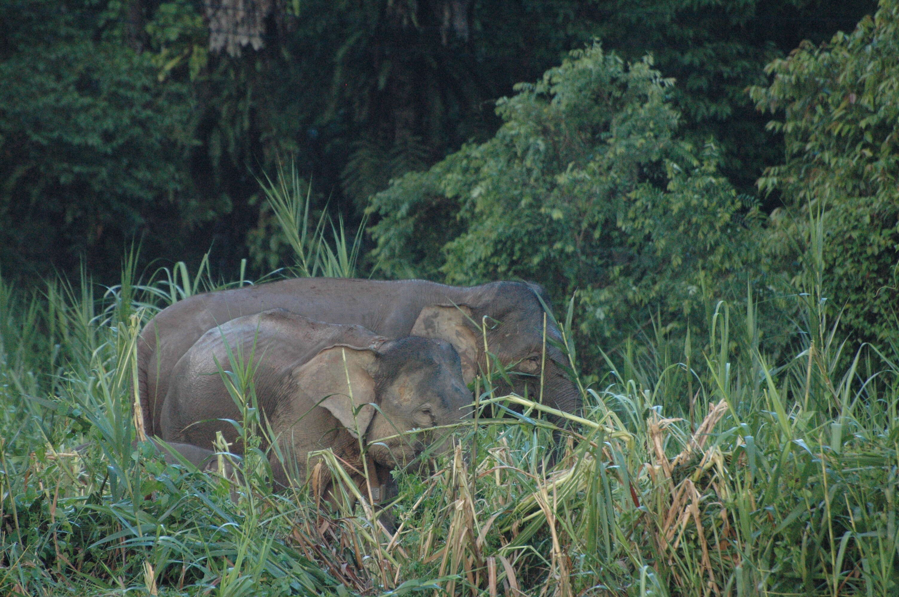 Image of Borneo elephant