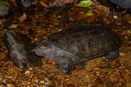 Image of Malayan Soft-shelled Turtle