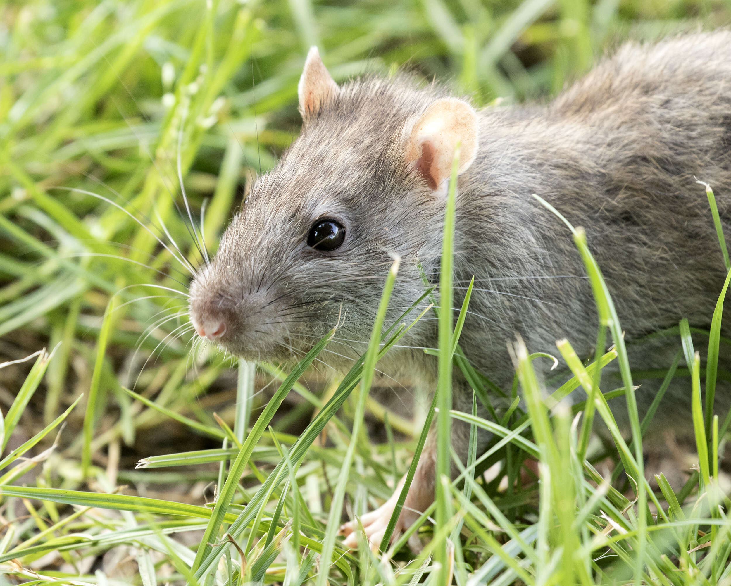 Image of Brown Rat