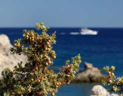 Image of Large-fruited Juniper