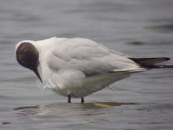 Image of Black-headed Gull