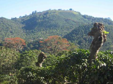 Imagem de Erythrina poeppigiana (Walp.) O. F. Cook