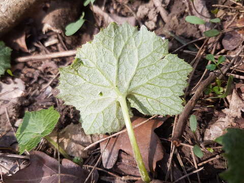 Image of Petasites albus (L.) Gaertn.