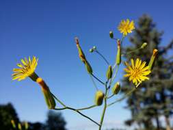 Image of smallflower hawksbeard