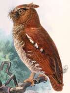 Image of Flores Scops Owl