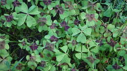 Image of Four-leaved Sorrel