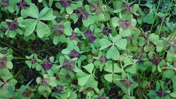 Imagem de Oxalis tetraphylla Cav.