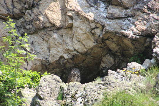 Image of Eurasian Eagle Owl