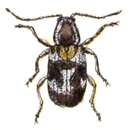 Image of Ptinomorphus