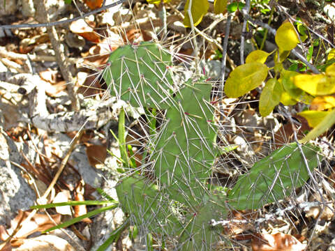 Image of Opuntia dillenii