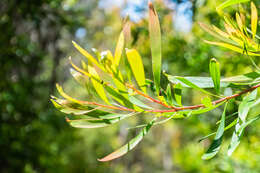 Image of Willow hakea