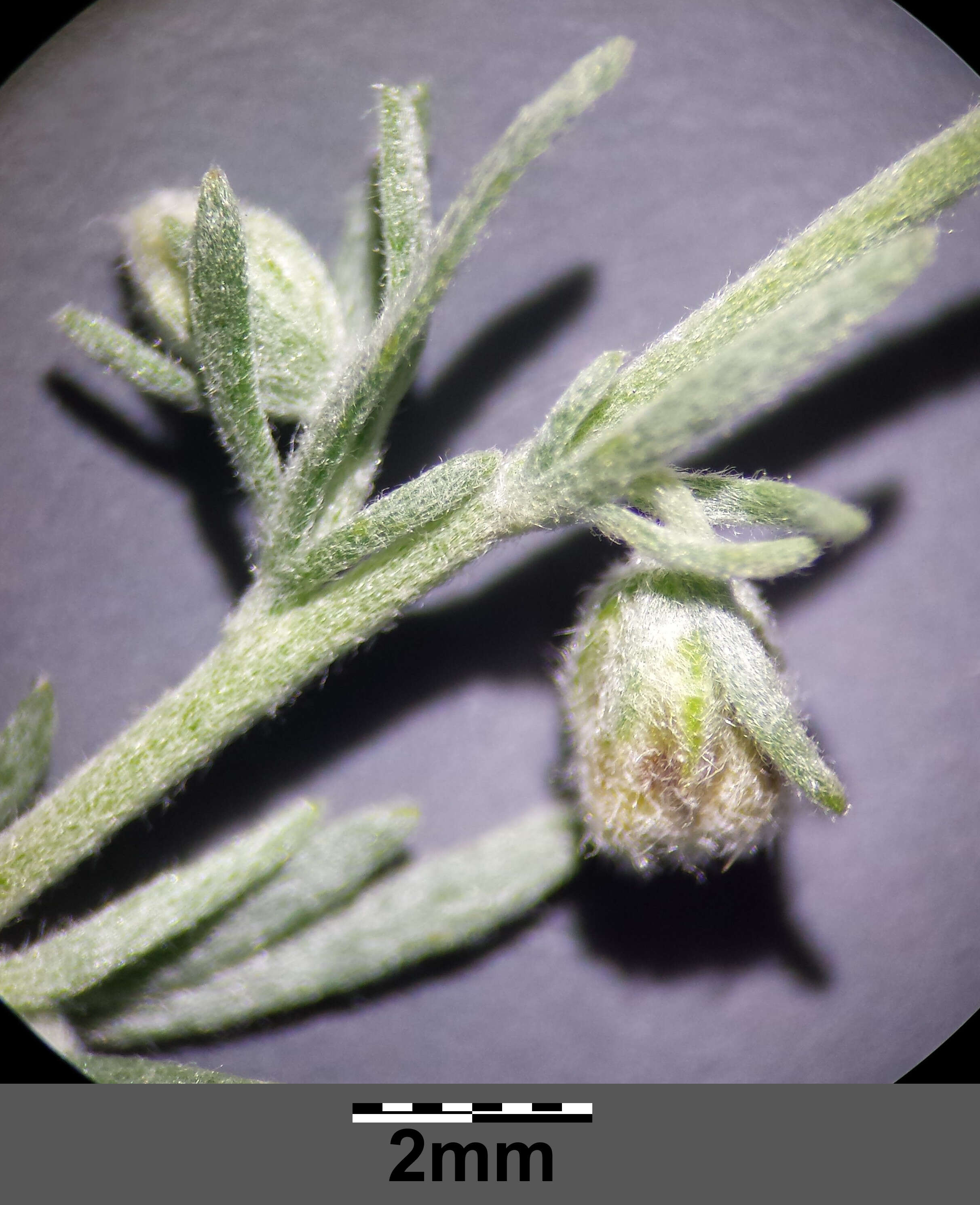 Image of Artemisia austriaca Jacq.