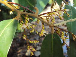 Image of Hopea ponga (Dennst.) D. J. Mabberley