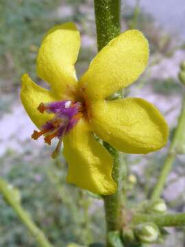 Image of wavyleaf mullein