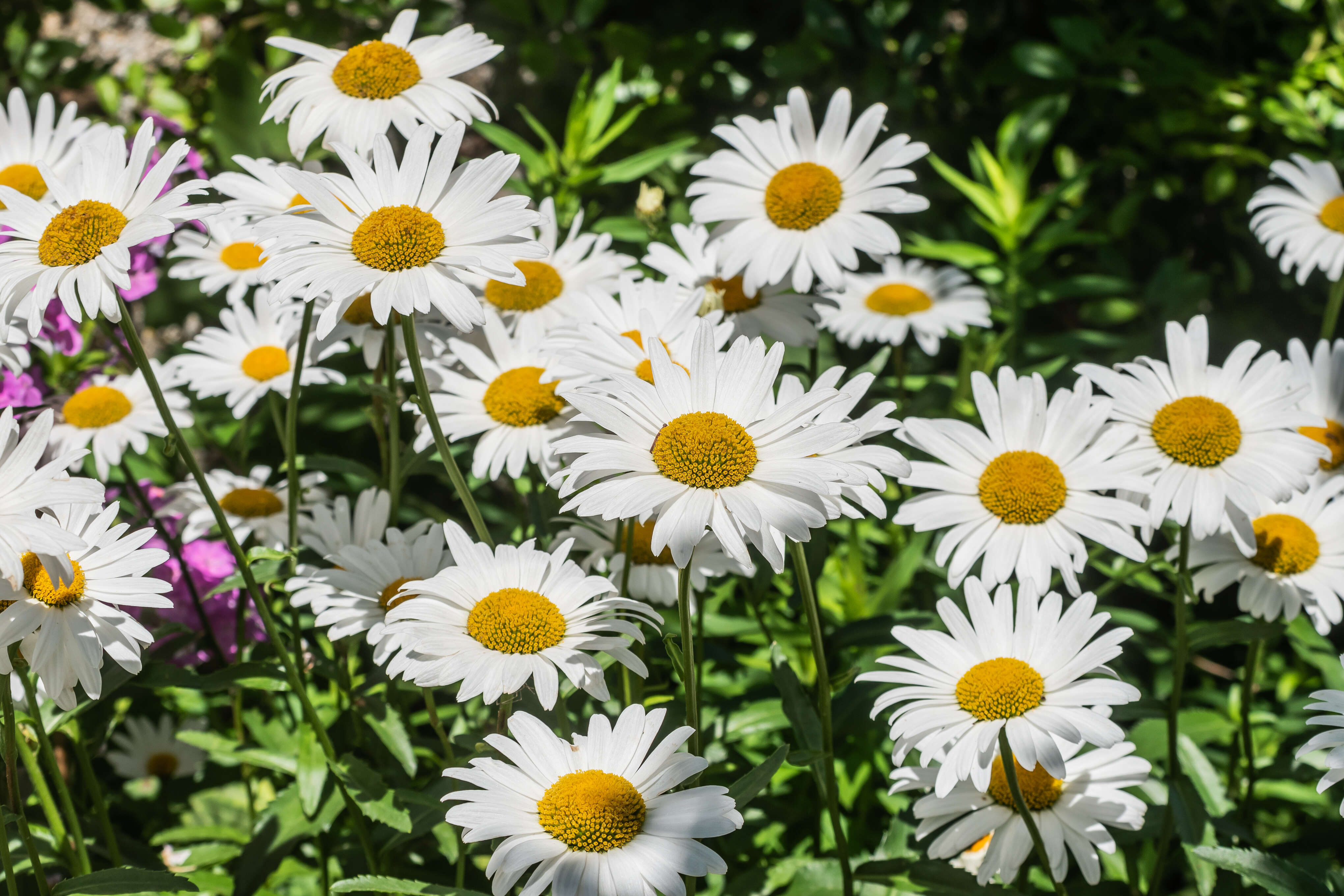 Image of max chrysanthemum