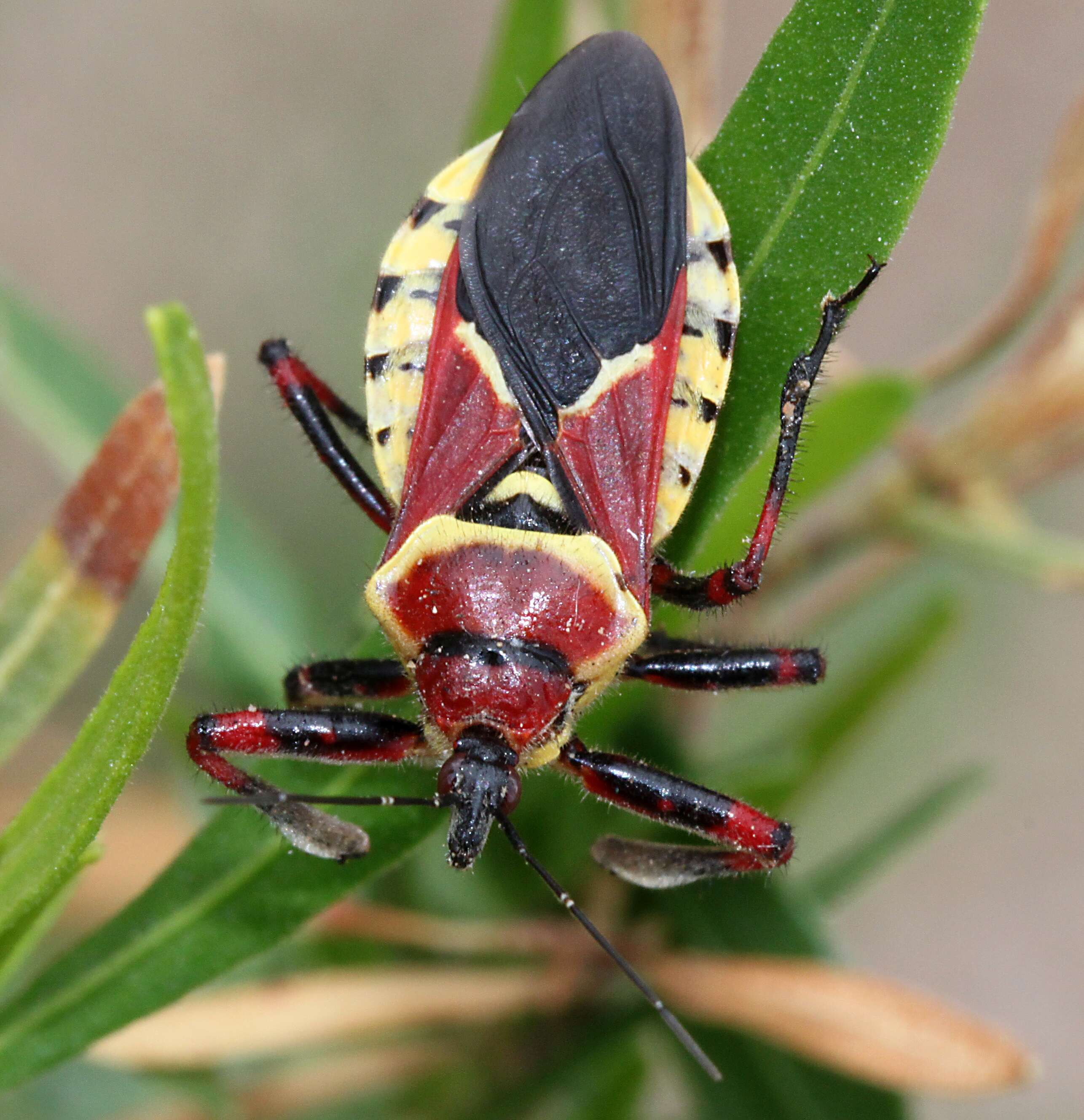 صورة Apiomerus flaviventris Herrich-Schaeffer 1846