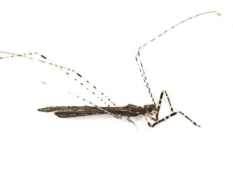 Image of Thread-legged bug