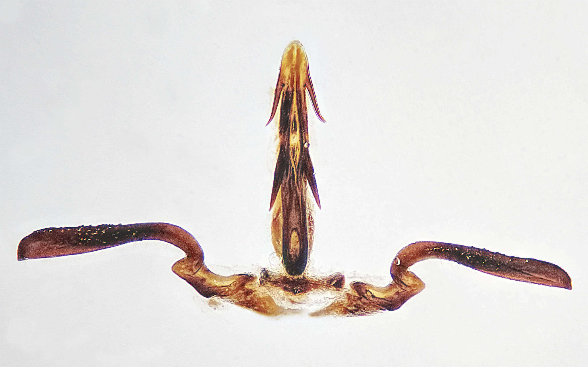 Image of <i>Anoscopus albifrons</i>